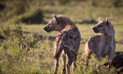 Hyena Spiritual Meaning