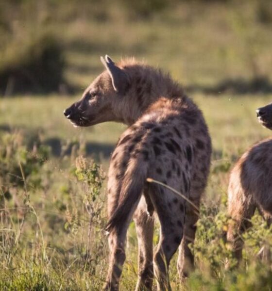 Hyena Spiritual Meaning
