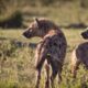 Hyena Spiritual Meaning
