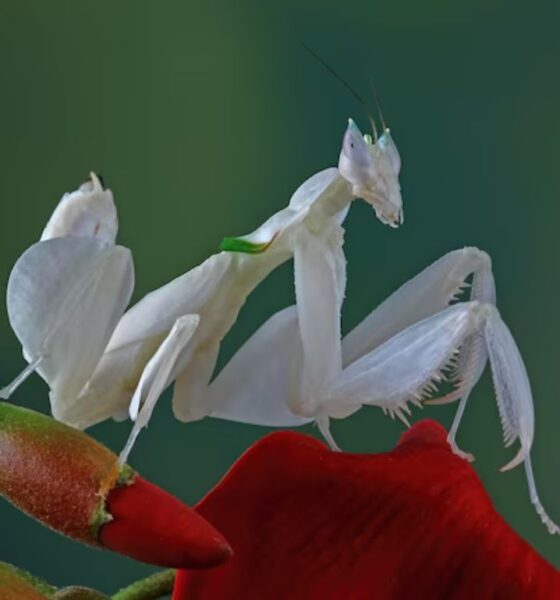 Hades Flower