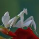 Hades Flower