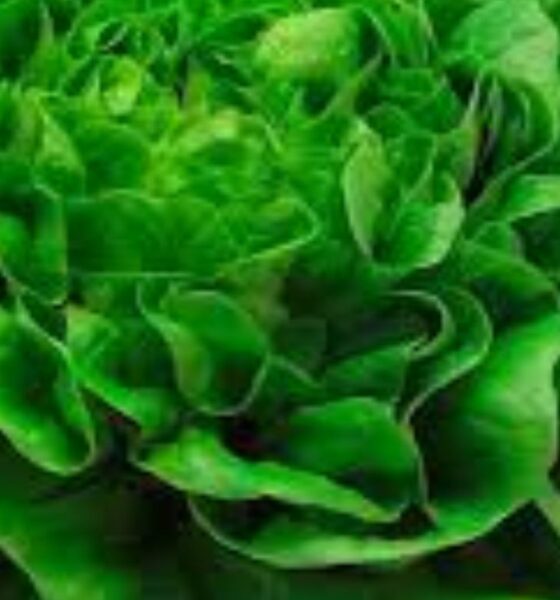 Lettuce Miami