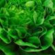 Lettuce Miami