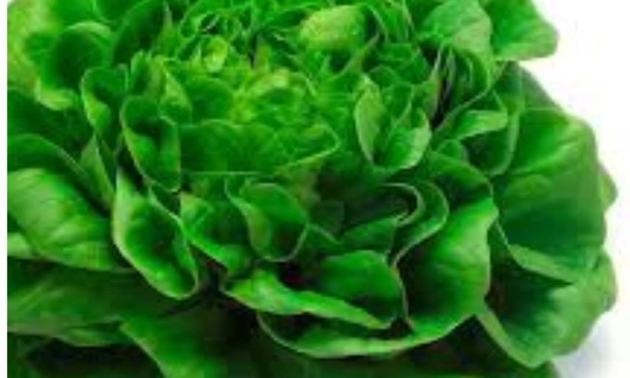 Lettuce Miami