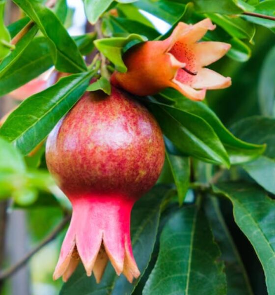 Applelonia Bacher