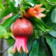 Applelonia Bacher