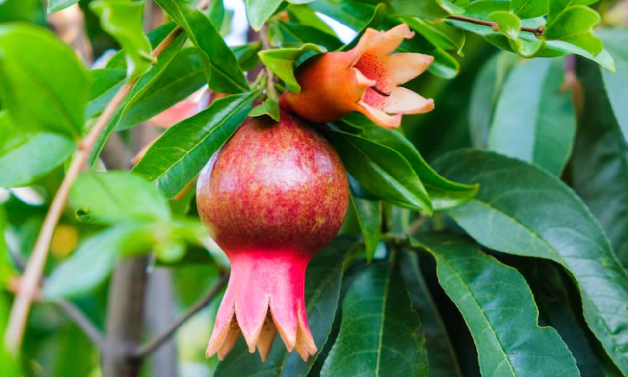 Applelonia Bacher